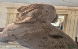 Cocker Spaniel dogs for sale: Cocker Spaniel puppies  - Image 9