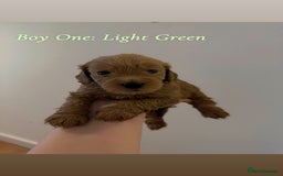 Mixed Breed dogs for sale: Toy Maltipoo X Miniature Labradoodle Puppies - Image 5