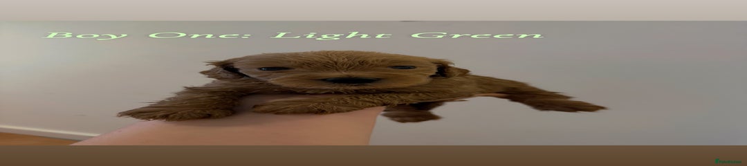 Boy One: Light Green