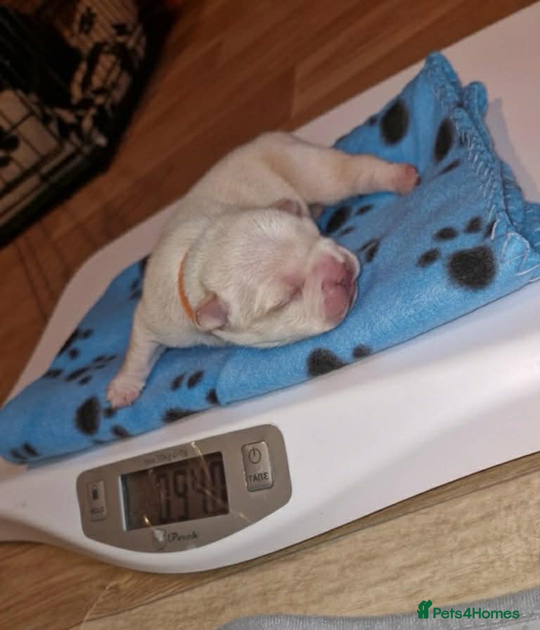 French Bulldog dogs for sale: French bulldog - Advert 1