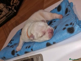 French Bulldog dogs French bulldog - Advert 2