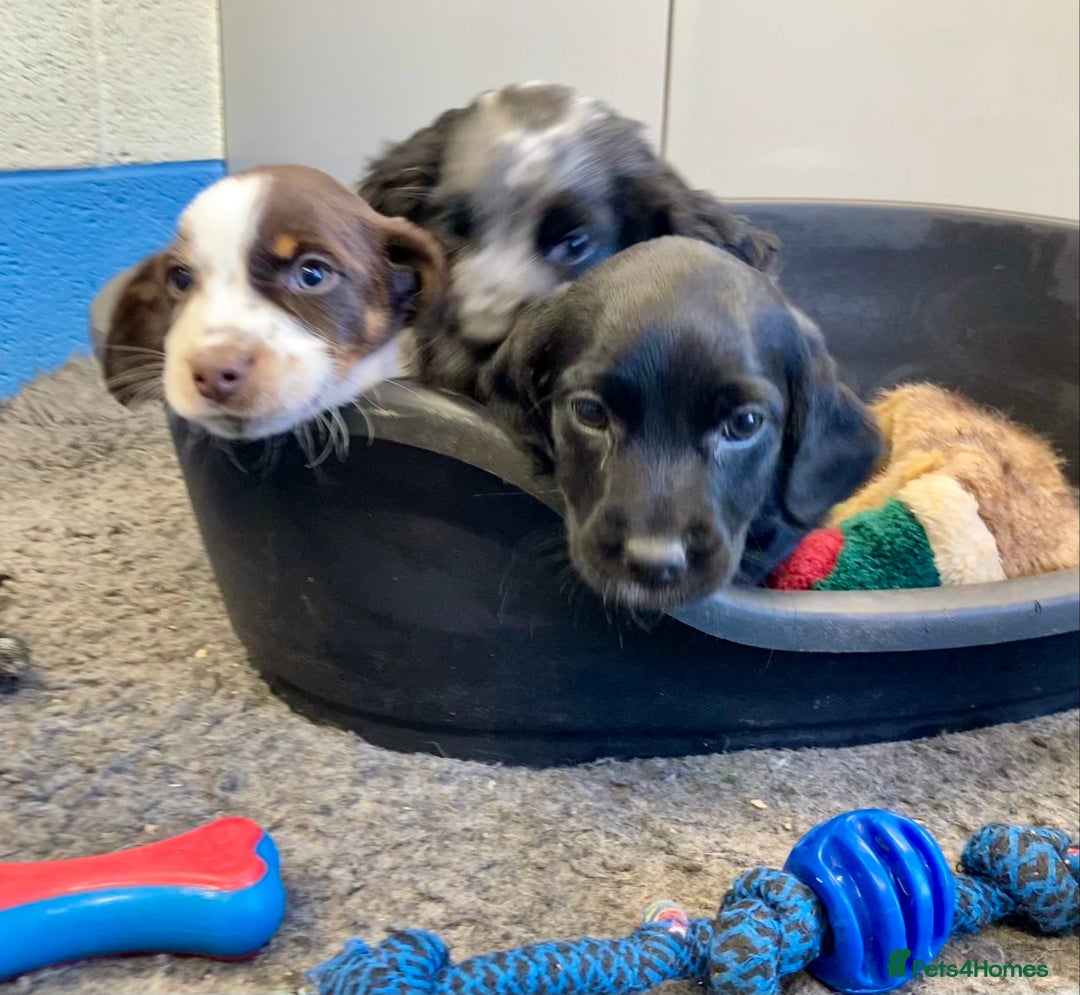Sprocker dogs for sale: Sprocker Spaniel puppies - Advert 2