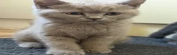 British Shorthair cats for sale: Gorgeous kittens ready to leave in London - Advert 4