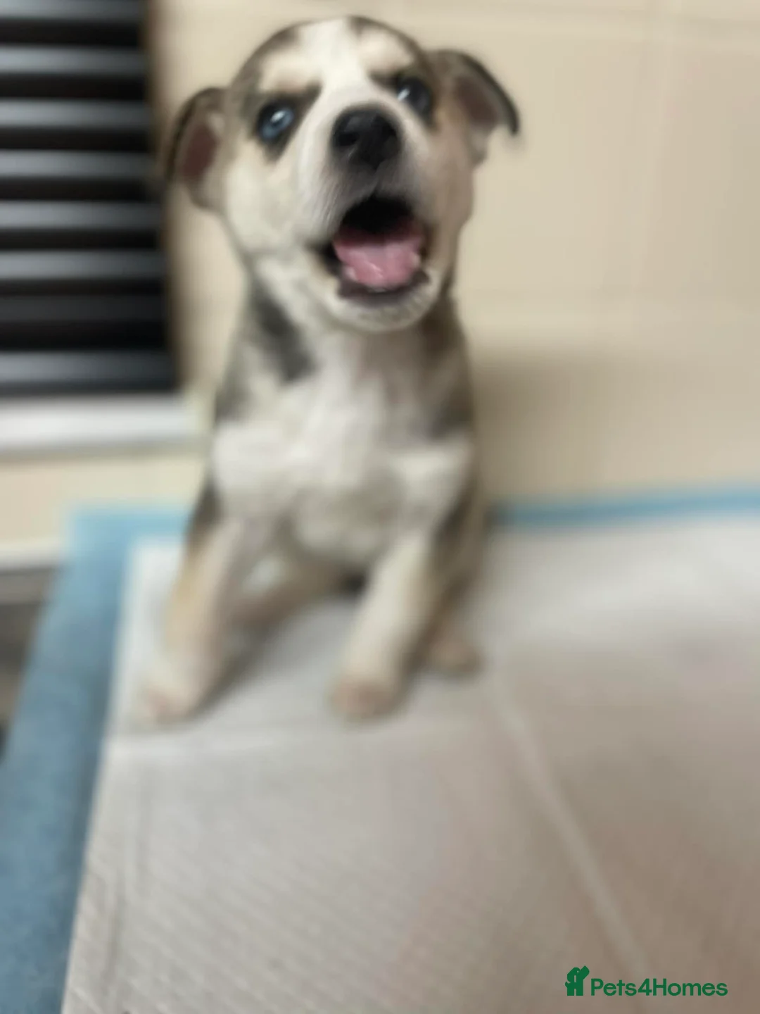 Siberian Husky dogs for sale: 5 beautiful girl puppies  - Advert 2