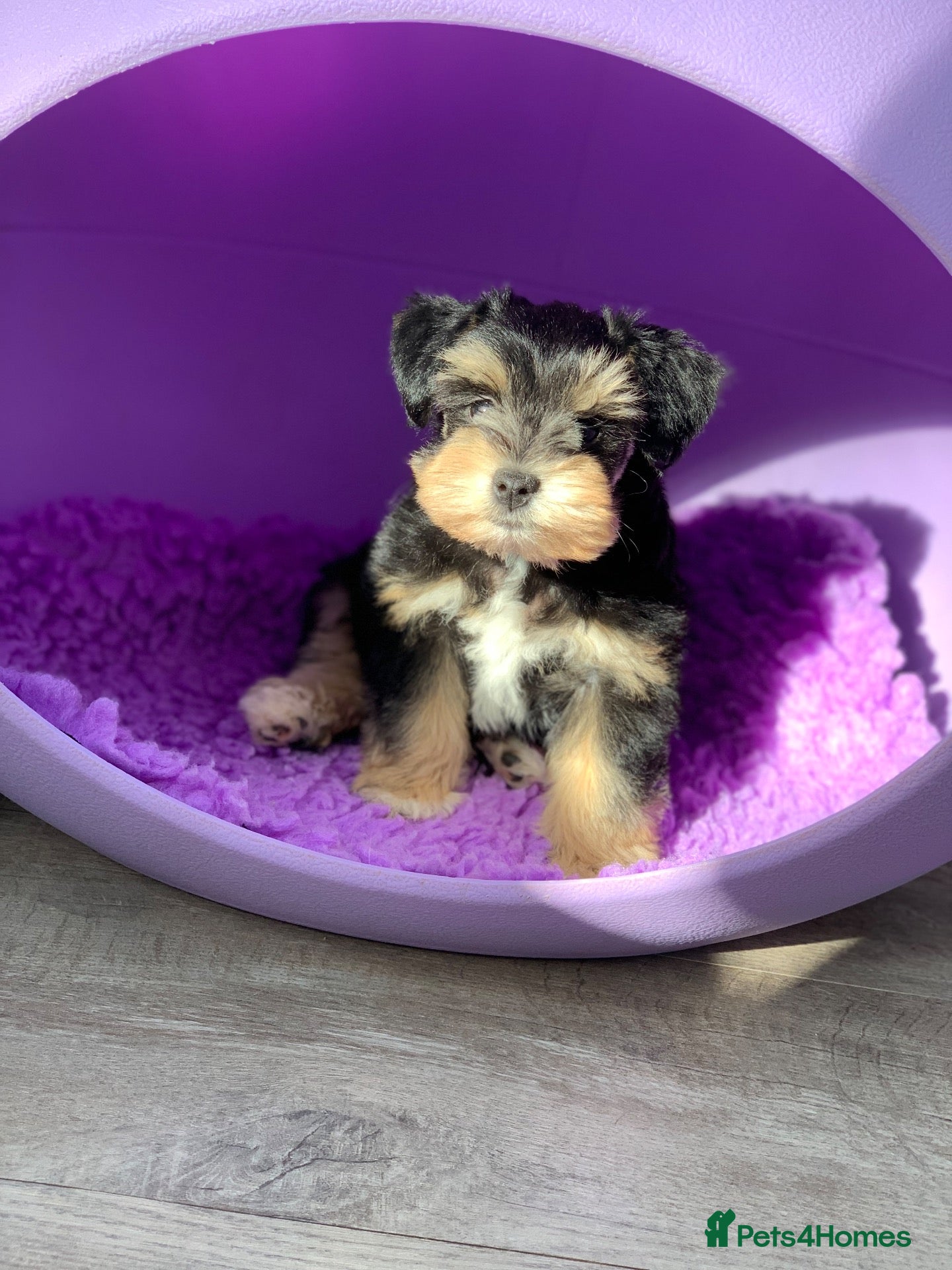 Miniature Schnauzer dogs 5* LICENSED READY RKC TINY MINI SCHNAUZER GIRL  - Advert 8