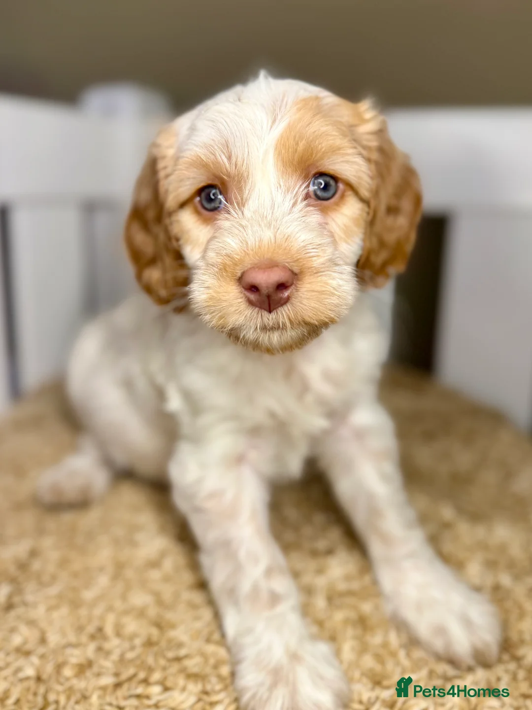 Cockapoo dogs for sale: Sweet Natured, Healthy & Happy Cockapoos - Advert 7