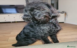 Labradoodle dogs for sale: Duke  - Image 3