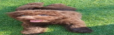 Toy Poodle 3