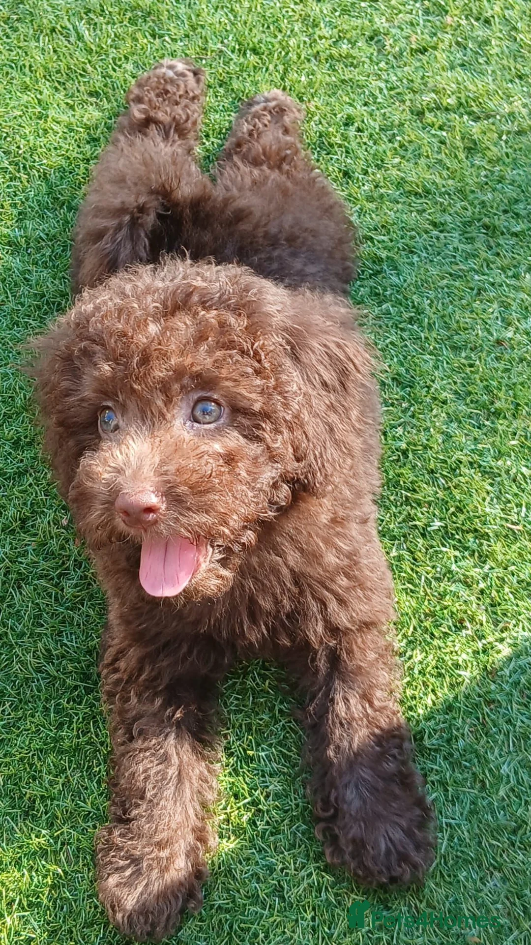 Toy Poodle dogs for sale: READY NOW Kc chocolate toy poodles  - Advert 2