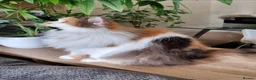 British Shorthair cats for sale: Active BLH for Breeding & Show - Advert 4
