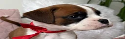Boxer dogs for sale: Beautiful boxer puppies  - Advert 20