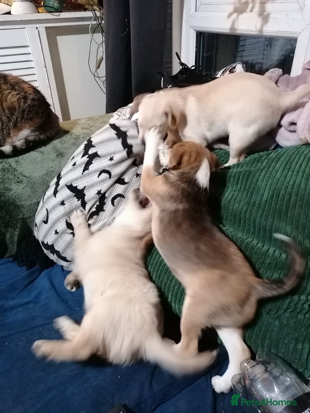 Patterjack dogs for sale: Patterjacks - Advert 8