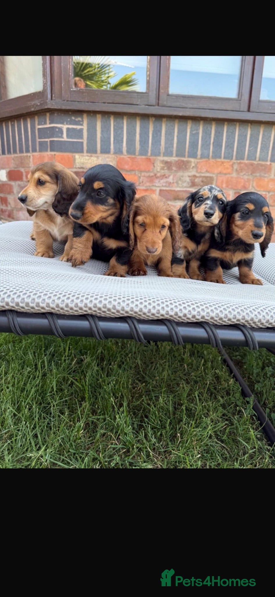 Dachshund dogs Miniature long haired dachshund puppies  - Advert 1