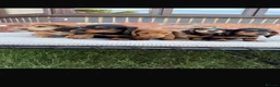Dachshund dogs for sale: Miniature long haired dachshund puppies  - Advert 1