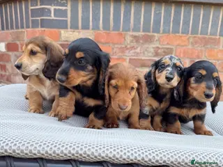 Dachshund dogs Miniature long haired dachshund puppies - Advert 1