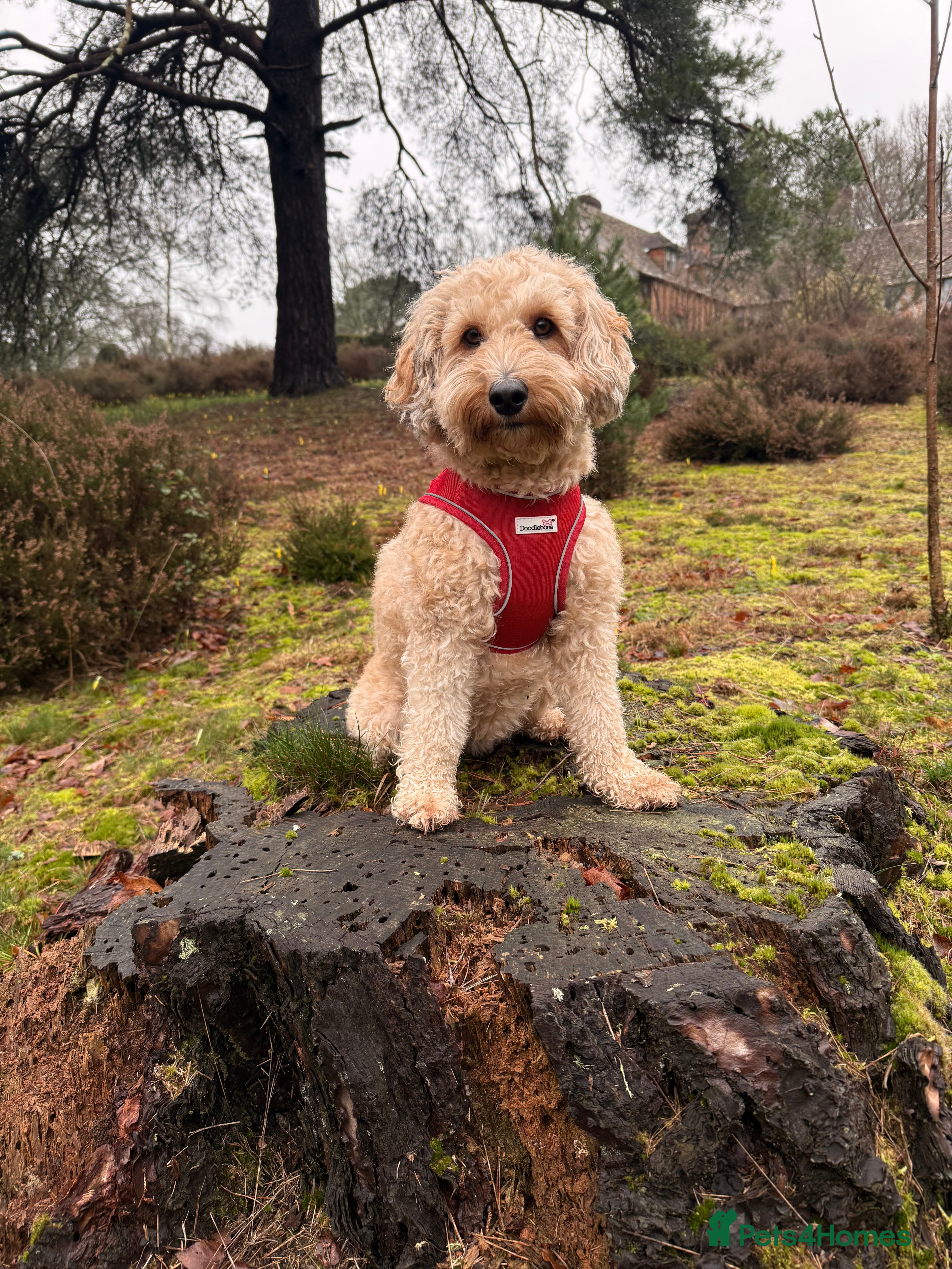 Mixed Breed dogs Tibetan Terrier Cross Puppies  - Advert 3
