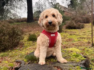 Mixed Breed dogs Tibetan Terrier Cross Puppies - Advert 3