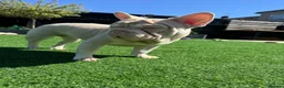 French Bulldog dogs for sale: Beautiful Frenchie Seeking Her Forever Sofa - Advert 8