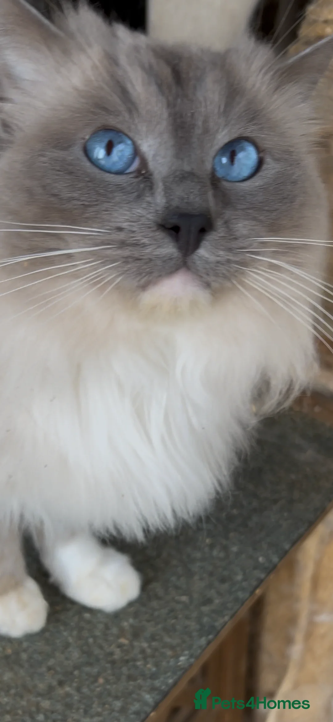 Ragdoll cats for stud: Stunning Blue Colourpoint Mitted Ragdoll for stud  in Bridgwater - Advert 2