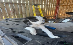Border Collie dogs for sale: 3 males left .. female now sold! - Image 20