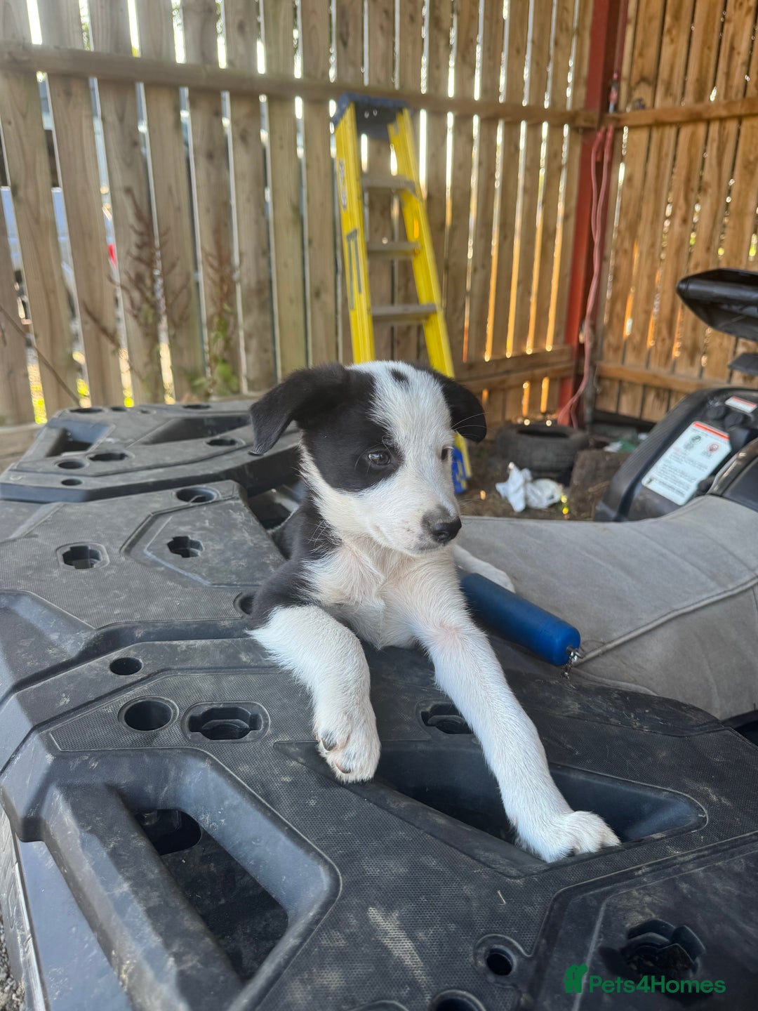 Border Collie dogs for sale: 3 males left .. female now sold! - Image 20