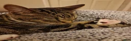 Mixed Breed cats for sale: Cats for sale - Orea and Malteser  - Advert 15