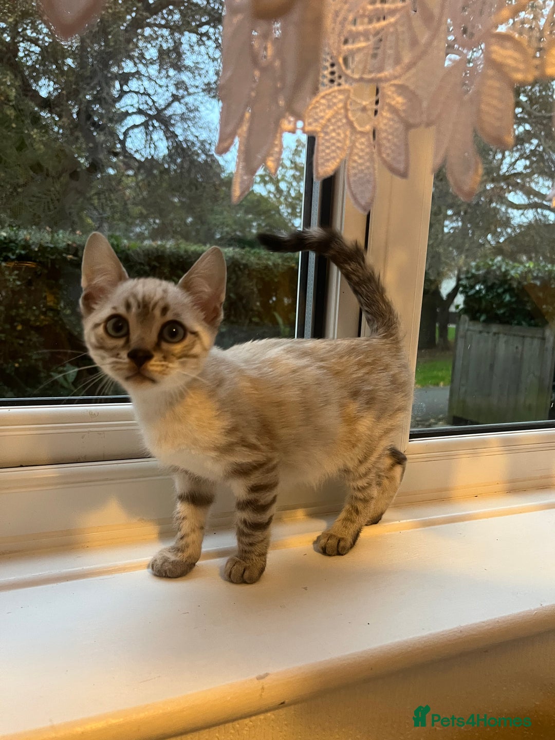 Bengal cats for sale: 3 Bengal kittens are looking for a new home 🏠 🐾 - Image 8