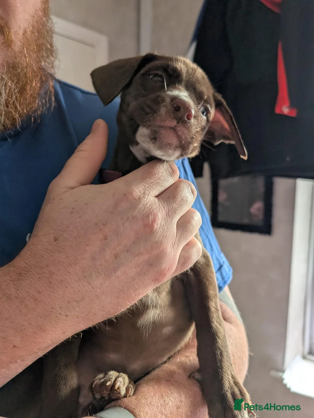 Mixed Breed dogs for sale: Douge de Bordeaux mix puppies  - Advert 10