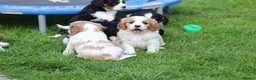 Cavachon dogs for sale: Beautiful Cavachon puppies for sale - Advert 28
