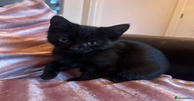 Mixed Breed cats - Advert 13