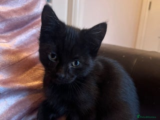 Mixed Breed cats - Advert 34