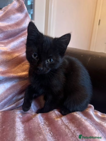 Mixed Breed cats - Advert 2