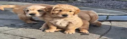 Golden Retriever dogs for sale: Beautiful litter of Golden Retriever puppies 🐶  - Advert 11