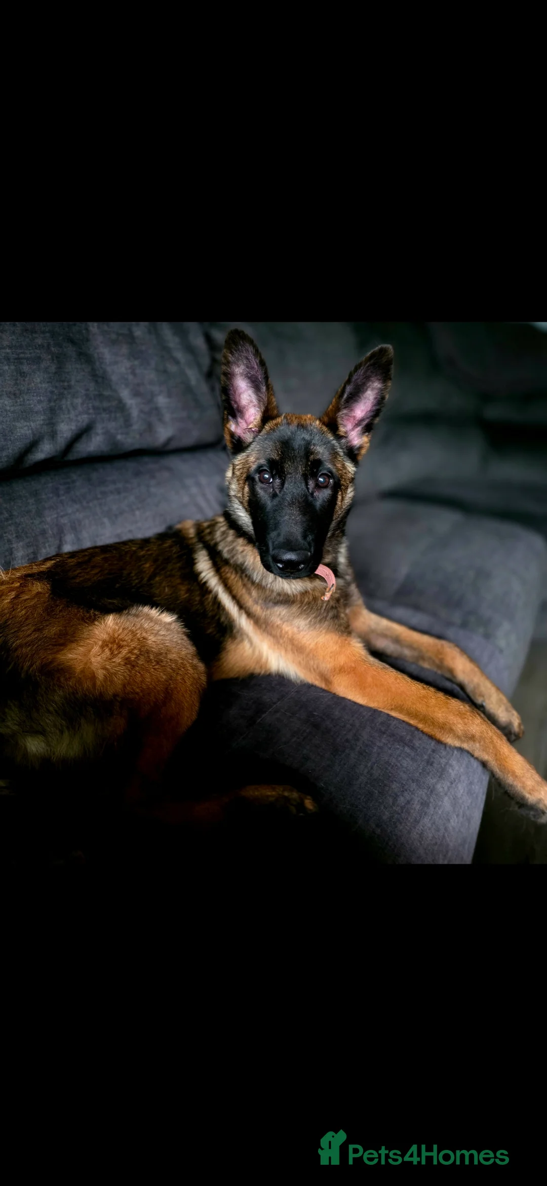 Mixed Breed dogs for sale: Saska. Belgian Malinois X German shepherd  - Advert 1
