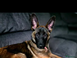 Mixed Breed dogs Saska. Belgian Malinois X German shepherd - Advert 1