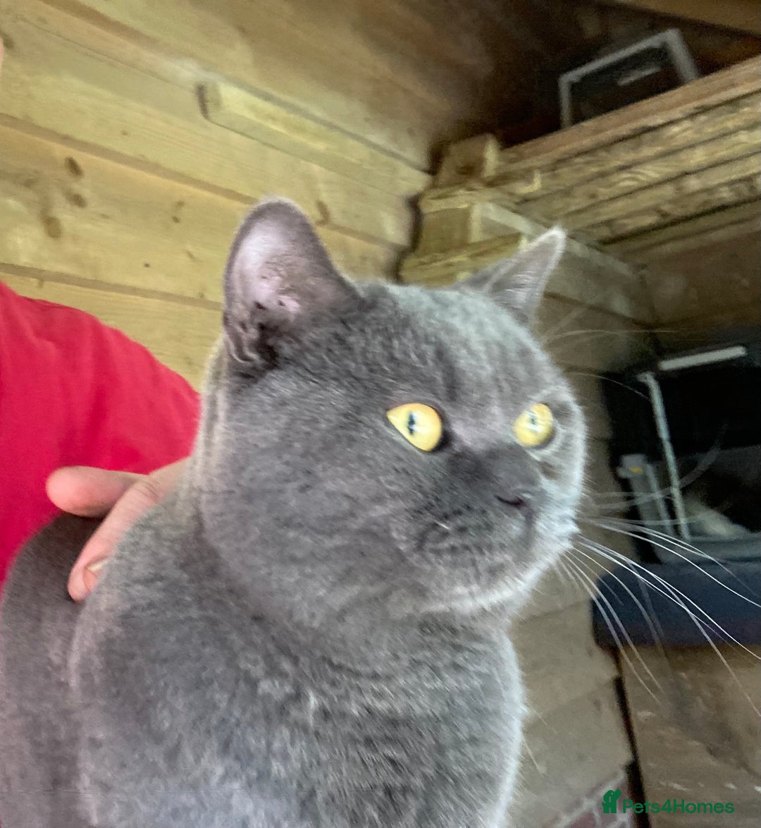 British Shorthair cats for sale: Retired Stud cat looking for comfortable pet home - Image 4