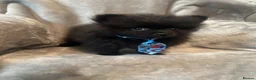 Pomeranian dogs for sale: Pomeranian puppies - Advert 6