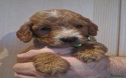 Cockapoo dogs for sale: Beautiful F1 Cockapoo puppies - Image 8