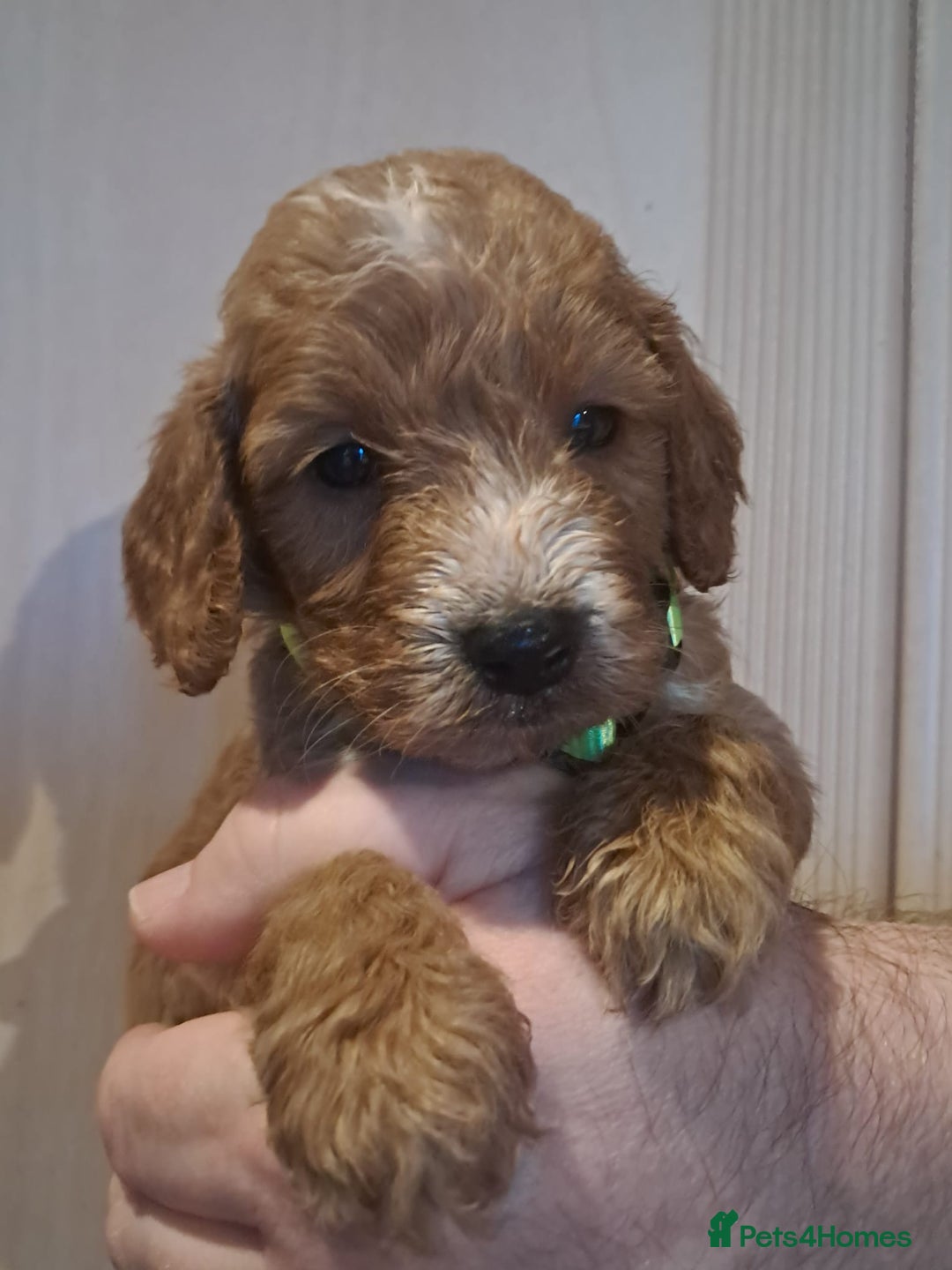 Cockapoo dogs for sale: Beautiful F1 Cockapoo puppies - Image 8