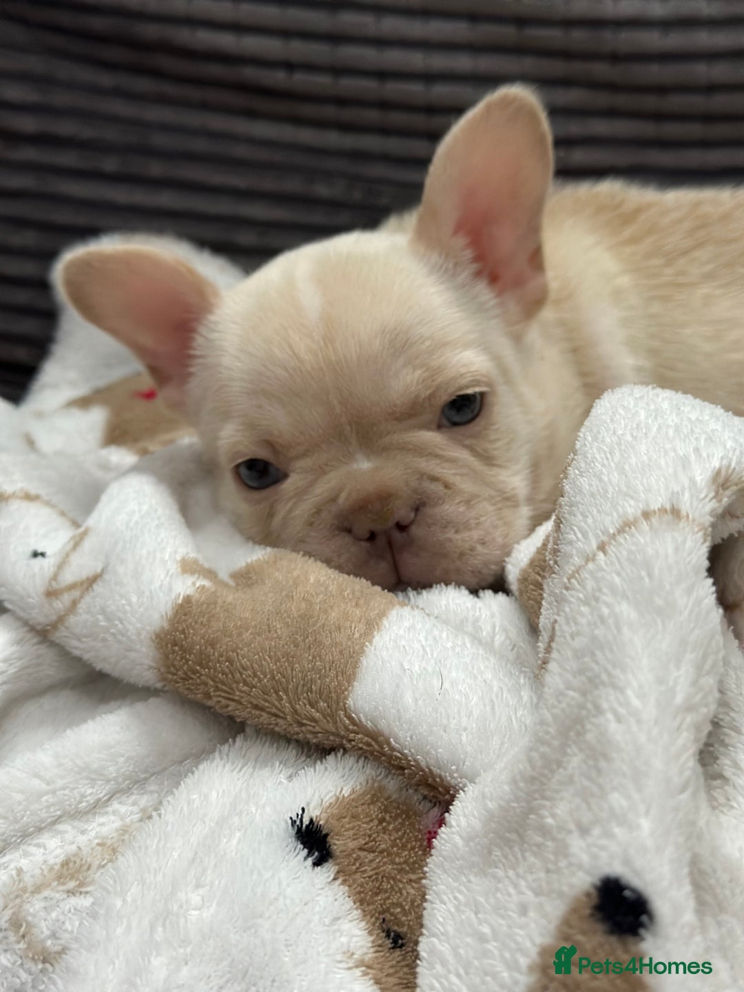 French Bulldog dogs for sale: French bulldog puppies Ready Now! - Advert 28