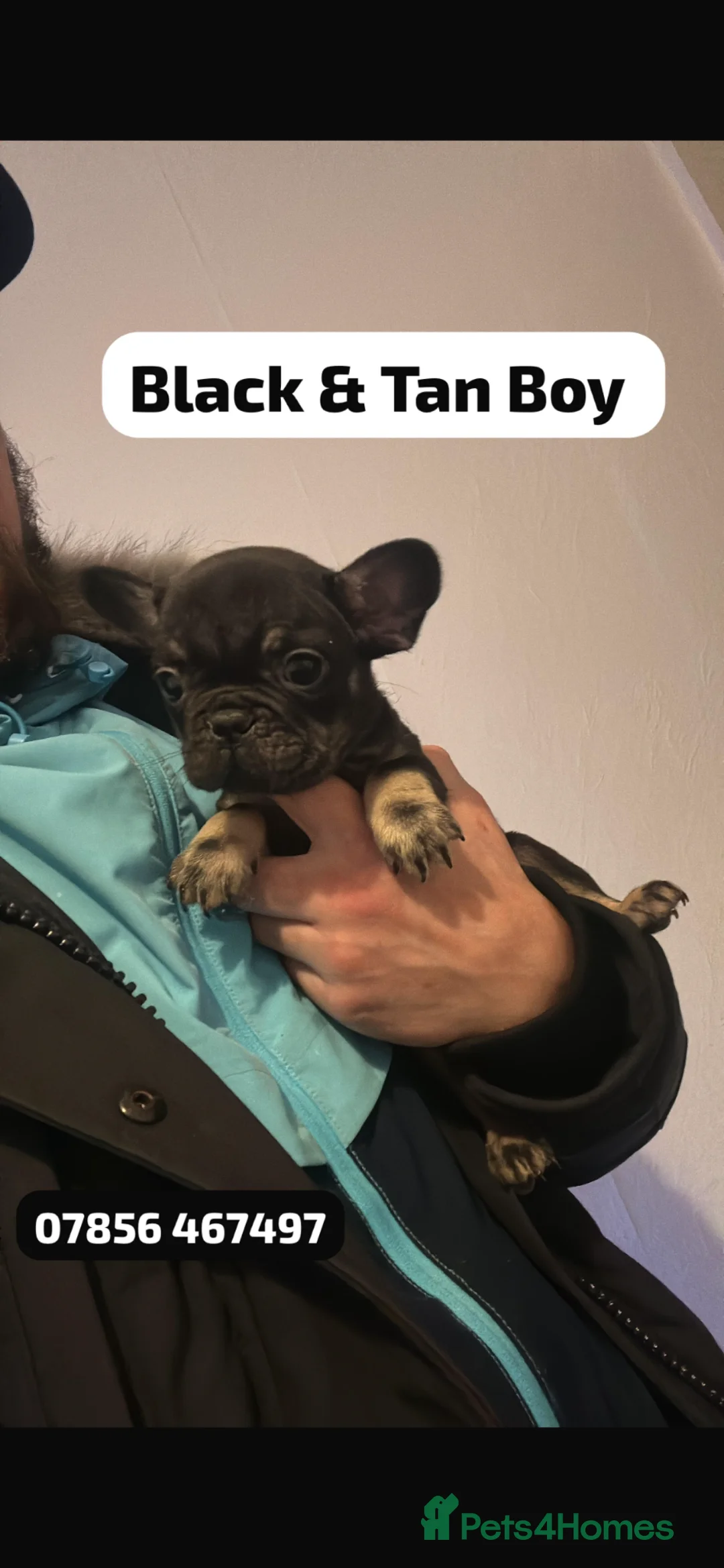 French Bulldog dogs for sale: * READY 12th JUNE * STUNNING FRENCH BULLDOGS in Tonypandy - Advert 11