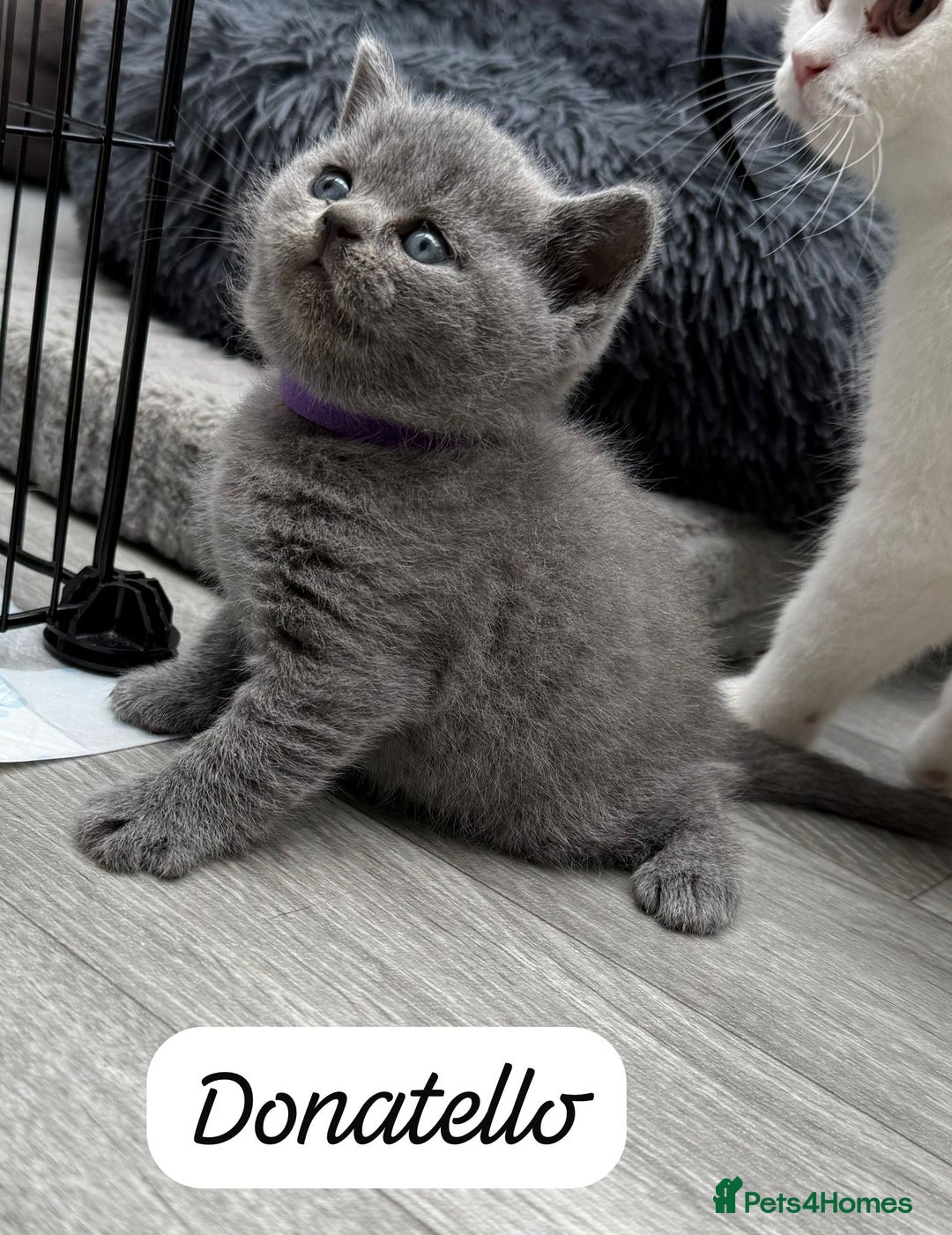 British Shorthair cats for sale: Beautiful Blue British shorthair kittens for sale - Image 11