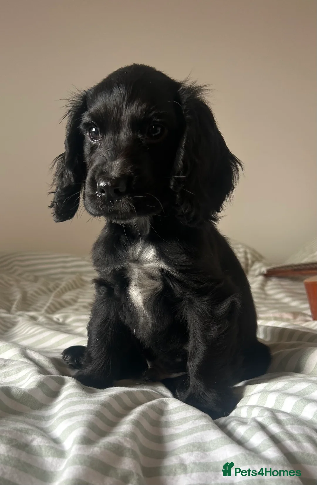 Cocker Spaniel dogs for sale: 1 Gorgeous Show-type Cocker Spaniel Boy left - Advert 2