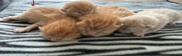 British Shorthair cats for sale: RED BRITISH SHORTHAIR KITTENS - Advert 2