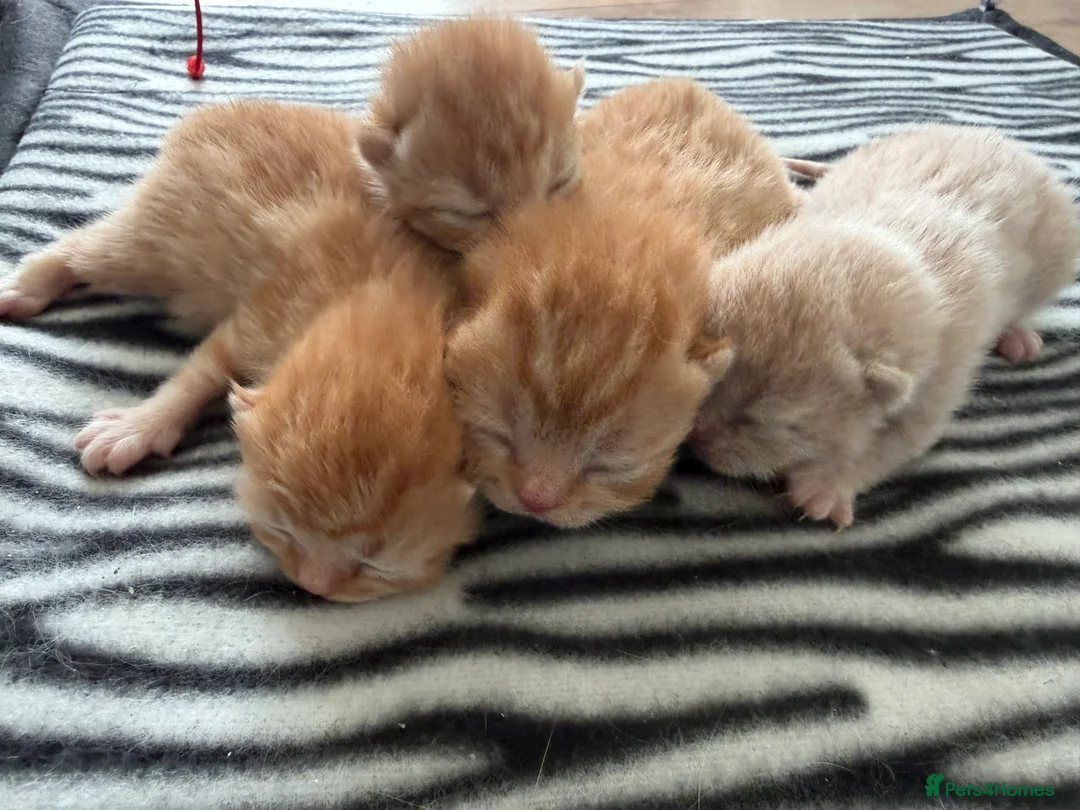 British Shorthair cats for sale: RED BRITISH SHORTHAIR KITTENS - Advert 2