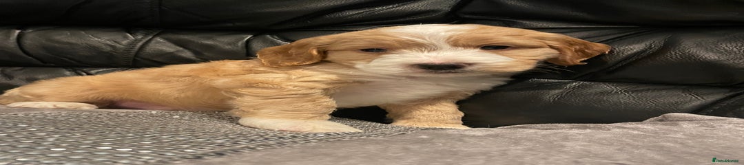 Cockapoo Puppy 2