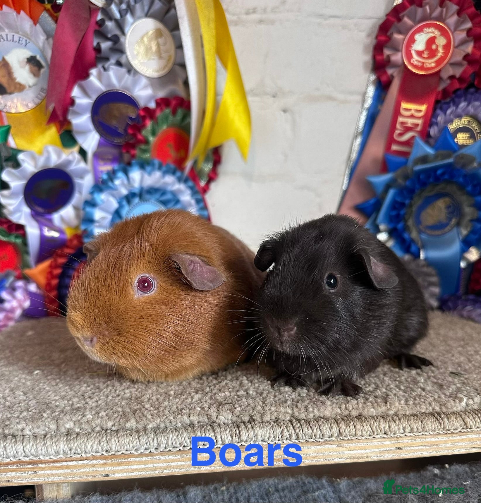 Guinea Pig rodents Guinea pigs Boars Sows - Advert 2