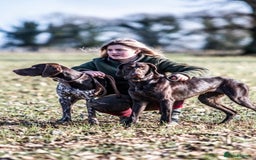 German Shorthaired Pointer dogs for stud: Outstanding GSP for Stud in Southampton - Image 4