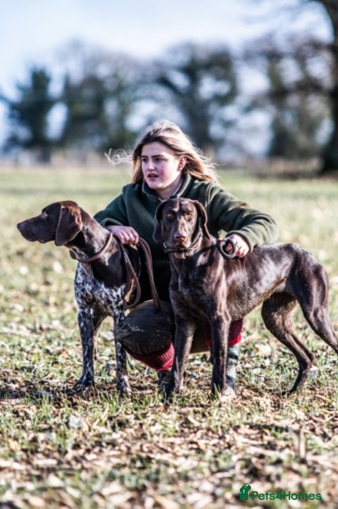 German Shorthaired Pointer dogs for stud: Outstanding GSP for Stud in Southampton - Image 4