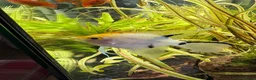 Live Bearers fish for sale: Fish for rehome  in Eastleigh - Advert 3